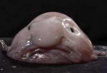 Loài cá được bình chọn là chuẩn mực của cái xấu Loài cá được bình chọn là chuẩn mực của cái xấu