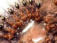 Loài kiến “hướng dẫn” nhau như thế nào?