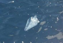 Chất thải nhựa đang đầu độc đại dương