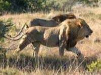 2016: có thể không còn sư tử châu Phi 2016: có thể không còn sư tử châu Phi