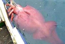 New Zealand bắt được con mực khổng lồ