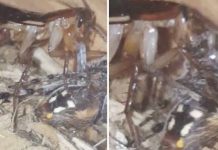 Chủ hoảng hốt khi thấy gián khổng lồ ăn thịt vật nuôi