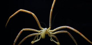 Nhện biển dùng ruột bơm máu và oxy nuôi cơ thể