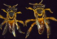 Những chiến binh của loài ong Jatai Những chiến binh của loài ong Jatai