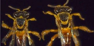 Những chiến binh của loài ong Jatai