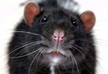 “Siêu chuột” to như mèo vì nhiễm phóng xạ "Siêu chuột" to như mèo vì nhiễm phóng xạ