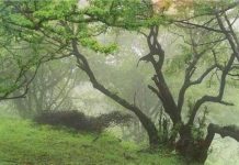 Rừng cây sống bằng sương mù