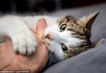 Loài mèo đã bắt đầu xâm chiếm thế giới từ khi nào?