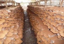 Hưng Yên sản xuất, chế biến nấm ăn, nấm dược liệu