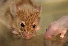 Mạch não mới làm sáng tỏ chuyển động rung râu chủ động ở chuột