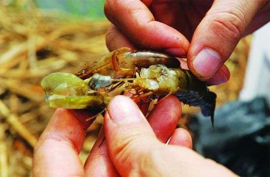 Tìm ra tác nhân gây hoại tử gan tụy trên tôm nuôi