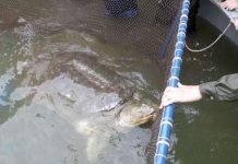 Xét nghiệm ADN: Rùa hồ Gươm là loài mới