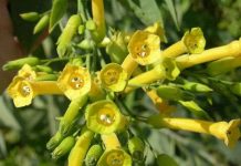 Thuốc lá biến đổi gene giúp chống bệnh dại