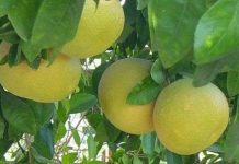 Ứng dụng công nghệ để bảo quản bưởi Đoan Hùng