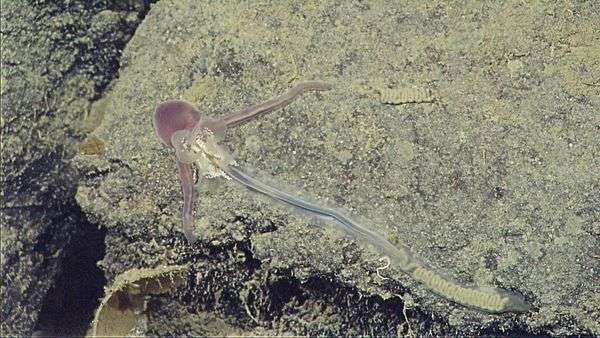 Phát hiện một số loài giun mới ở đại dương