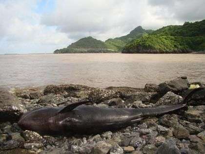 Cá heo đen chết dạt vào bãi biển Cát Hải