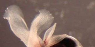 Tương lai ảm đạm của đại dương (phần 2)