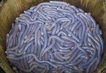 "Lác mắt" với các loại sơn hào hải vị tiến vua thời xưa