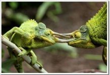 Tắc kè đổi màu để giao tiếp, không phải để ngụy trang