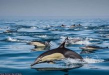 Hàng nghìn con cá heo xuất hiện dọc bờ biển Nam Phi