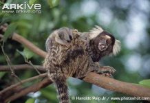 Tuyển tập động vật được bình chọn "đã xinh lại còn thông minh"