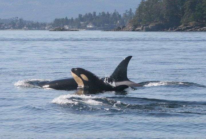 Cá voi sát thủ trưởng thành vẫn sống dựa vào mẹ