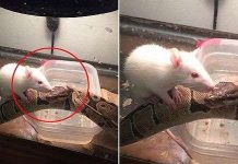 Tình bạn kỳ lạ giữa trăn khổng lồ và chuột tí hon Tình bạn kỳ lạ giữa trăn khổng lồ và chuột tí hon