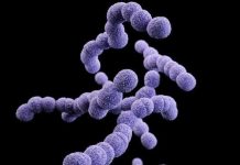 Tìm ra vi khuẩn gây thai chết lưu ở người