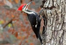 Vì sao chim gõ kiến gõ mãi mà không… nhức đầu?