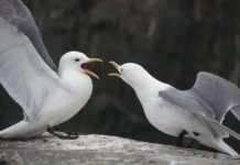 Giải pháp chống ‘cưỡng bức’ của vịt cái Nhận thấy khả năng tránh giao phối cận huyết ở loài chim