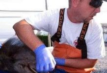 Cá heo chết hàng loạt dọc bờ biển các bang của Mỹ