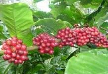 Để có vườn cà phê sạch năng suất cao