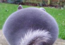 Phát hiện loài sóc đáng yêu có cặp mông căng tròn như đồ giả