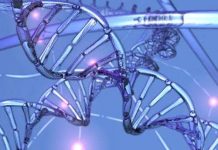 Quan sát quá trình sửa chữa ADN ở thời gian thực