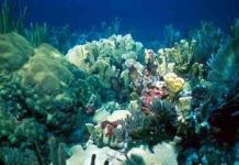 Những cảnh báo nghiêm trọng về cuộc sống Đại dương Những cảnh báo nghiêm trọng về cuộc sống Đại dương