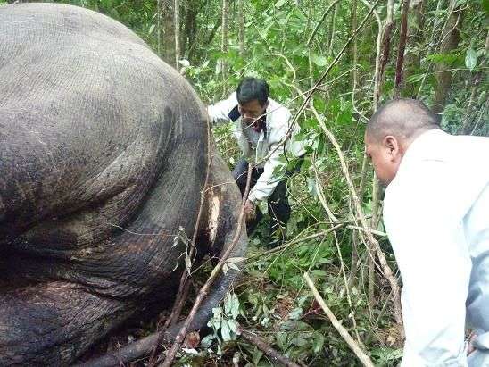 Cận cảnh vết chém dã man giết chết voi Đà Lạt