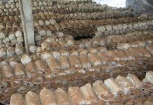 Trồng nấm linh chi ở Tiên Yên cho hiệu quả cao