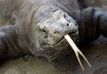 Rồng Komodo có nguồn gốc từ Úc