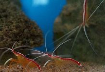 Công việc “kỳ lạ” của loài tôm bác sĩ Công việc "kỳ lạ" của loài tôm bác sĩ