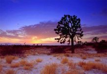 Sa mạc - bồn hút CO2