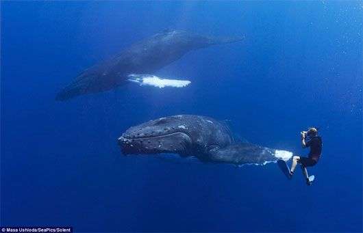 Độc đáo cảnh cá voi lưng gù bắt tay thợ lặn