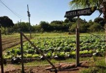 Brazil phát triển “siêu thực phẩm” chống suy dinh dưỡng