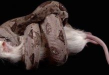 Phát hiện ra vũ khí tử thần thực sự của trăn Nam Mỹ Phát hiện ra vũ khí tử thần thực sự của trăn Nam Mỹ