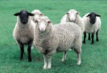 Cừu thông minh hơn khỉ