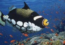 Bất ngờ về khả năng phân biệt màu sắc của các loài cá cảnh biển