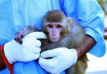 Iran sắp đưa sinh vật sống lên vũ trụ Iran sắp đưa sinh vật sống lên vũ trụ