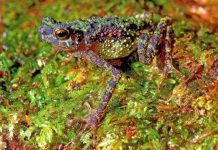 Phát hiện cóc sặc sỡ sau 90 năm Phát hiện cóc sặc sỡ sau 90 năm