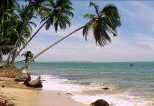 Mặt trời và dừa thay cho dầu mỏ