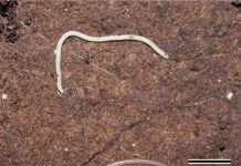 Cận cảnh sinh vật nhiều chân nhất thế giới