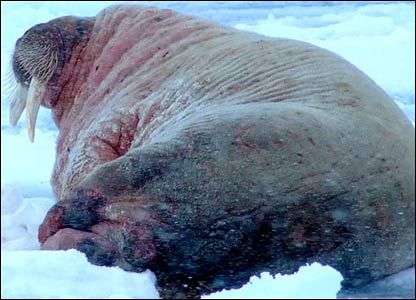 Hành trình “bám đuôi” loài hải mã Bắc cực